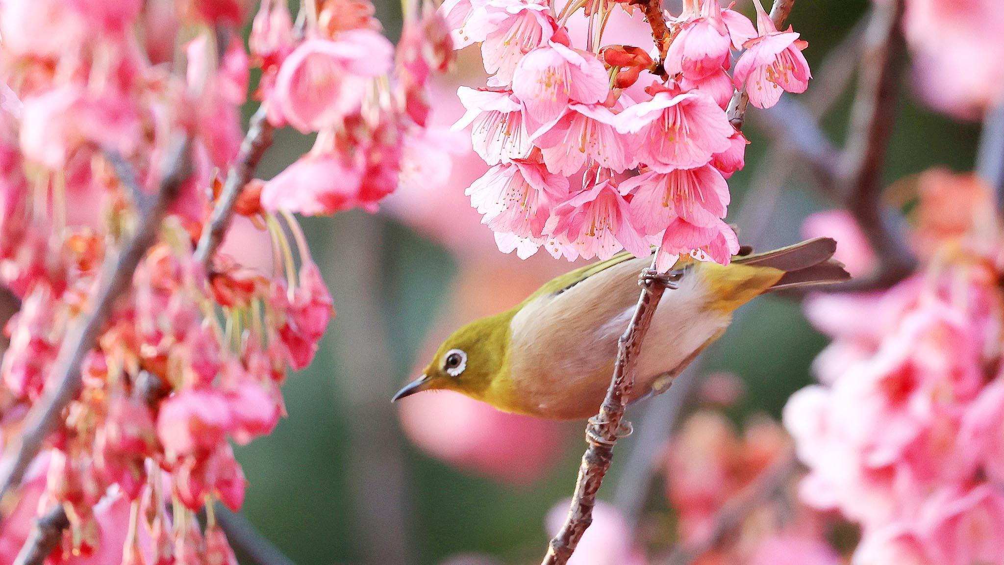 Las flores de cerezo a principios de la primavera atraen pájaros en Japón -  CGTN en Español