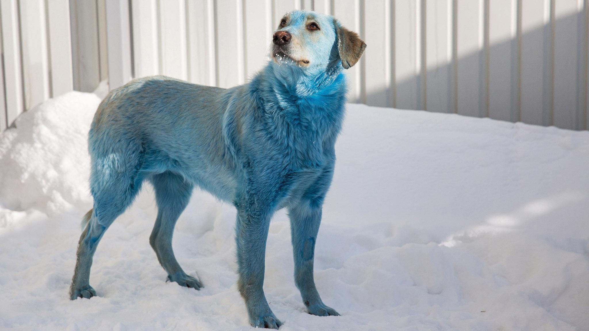 Почему собака синяя. Синие собаки в Дзержинске. Синие собаки из Дзержинска. Синяя собака. Голубая собака порода.