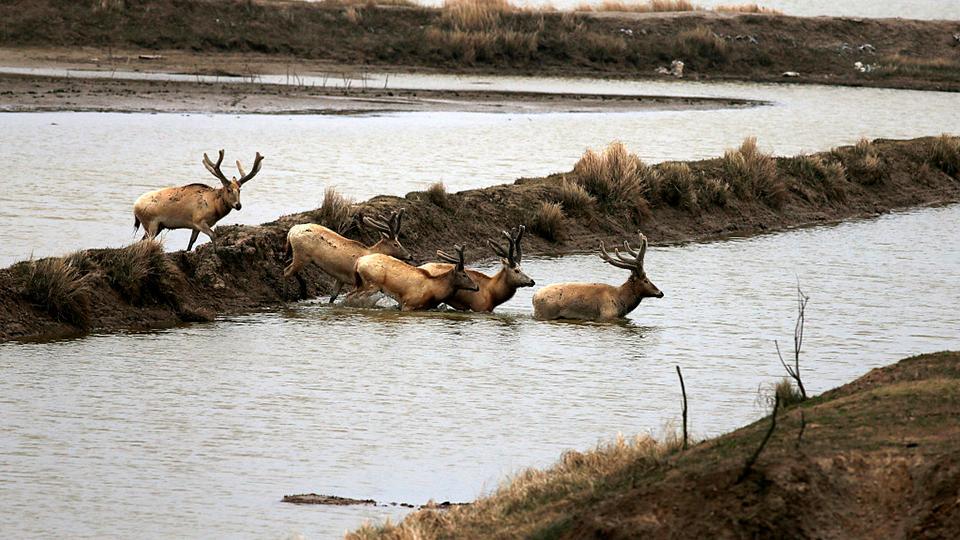 Raros ciervos del padre David son vistos en el este de China - CGTN en  Español