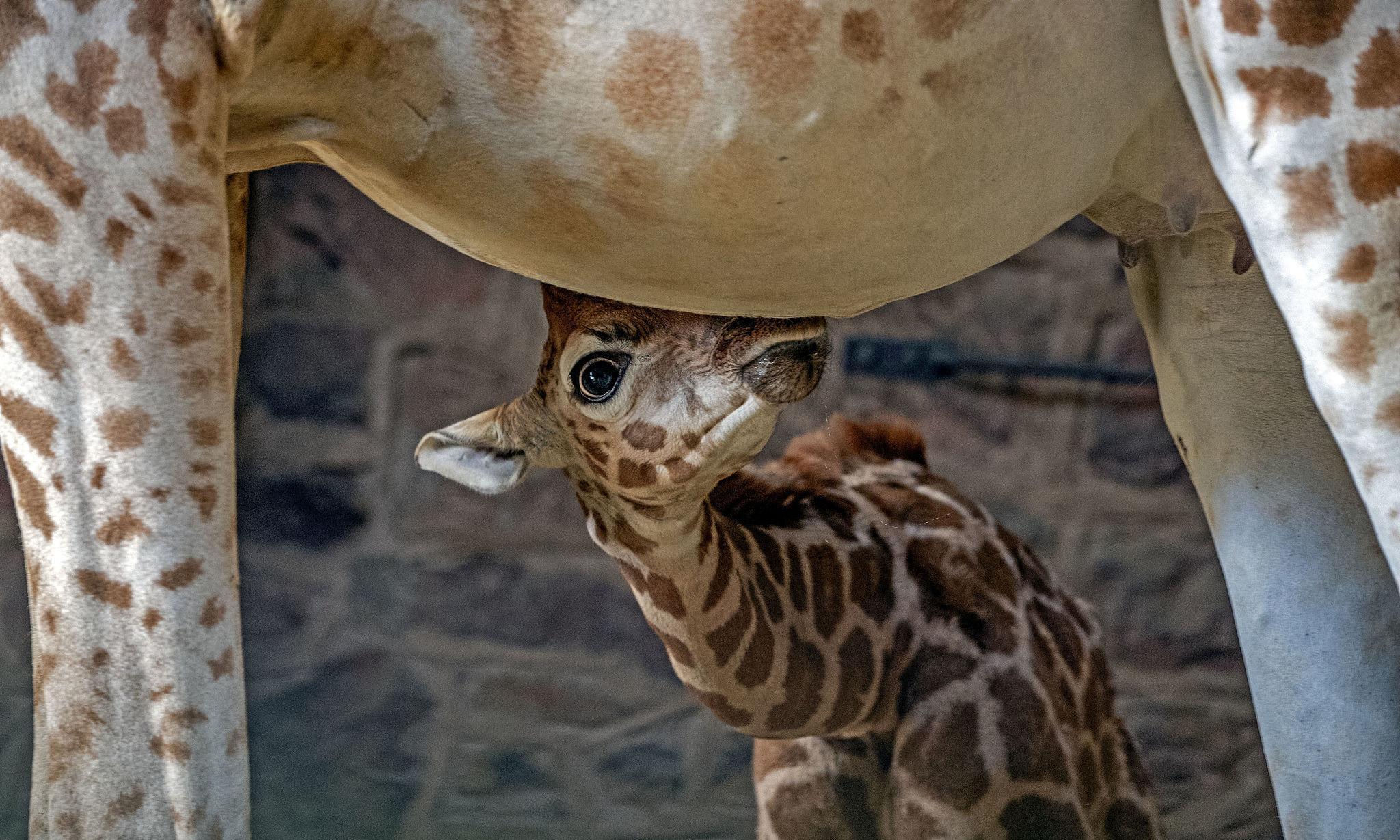 Сколько всего детенышей жирафа родилось за два. Жираф Ротшильда. Жирафята. Жираф с детенышем. Детеныш жирафа.