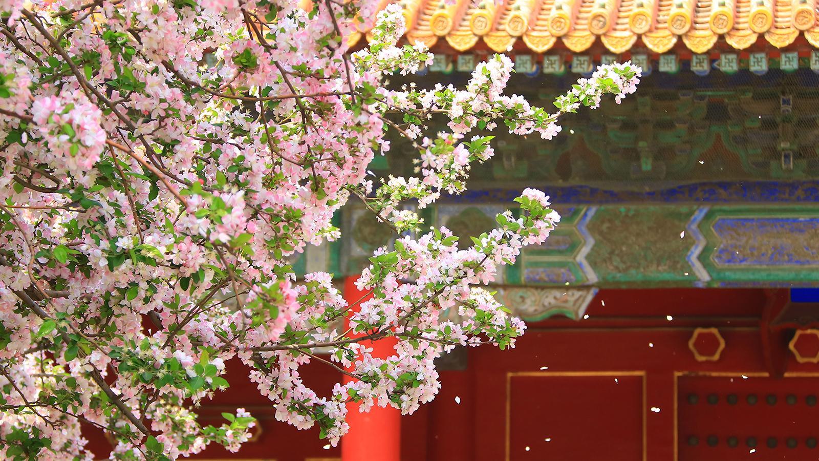Brotan las flores de begonia en el Museo del Palacio en Beijing - CGTN en  Español