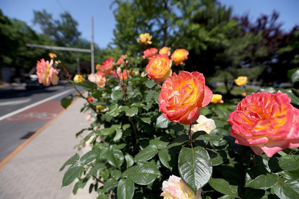 Rosas chinas decoran la segunda carretera de circunvalación de Beijing -  CGTN en Español