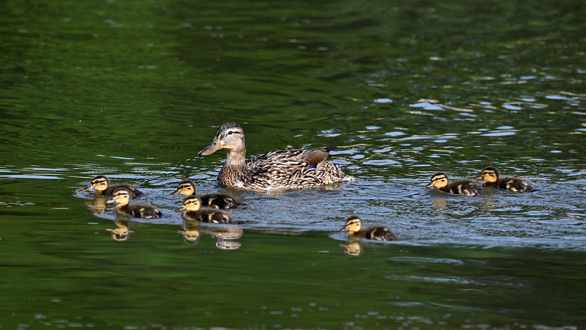 patitos y cachorros