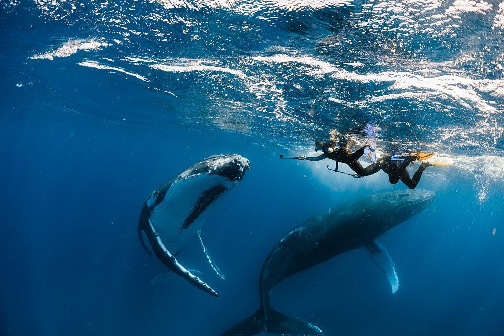 El increíble avistamiento de ballenas captado por turistas