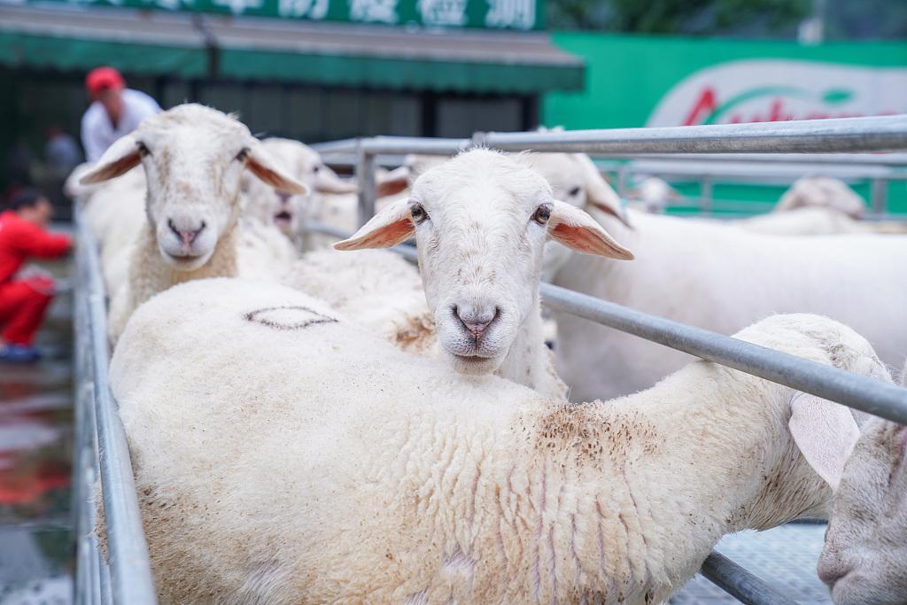 hay ovejas en china