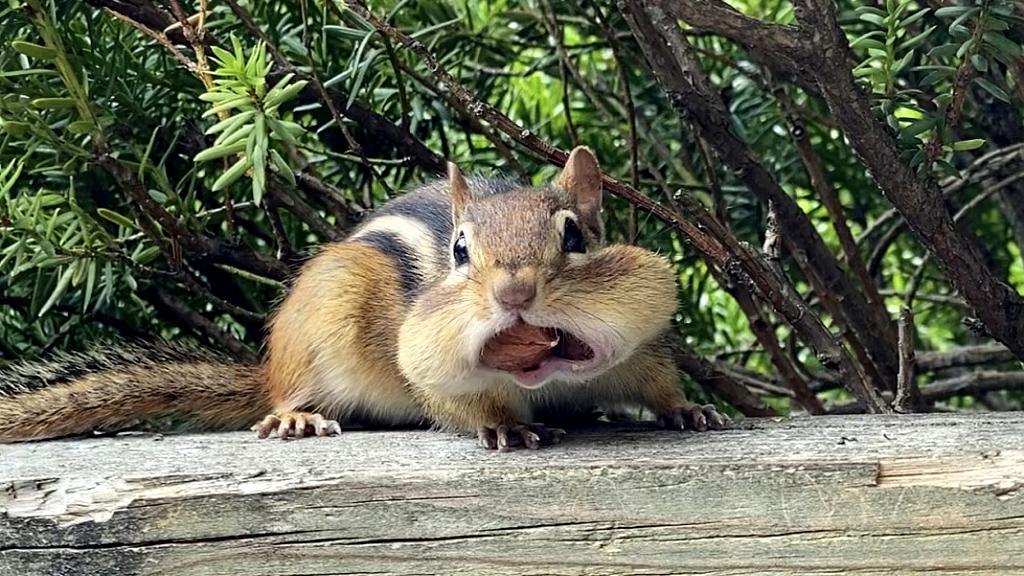 Adorables Ardillas Con Nueces Metidas En La Boca Cgtn En Espa Ol