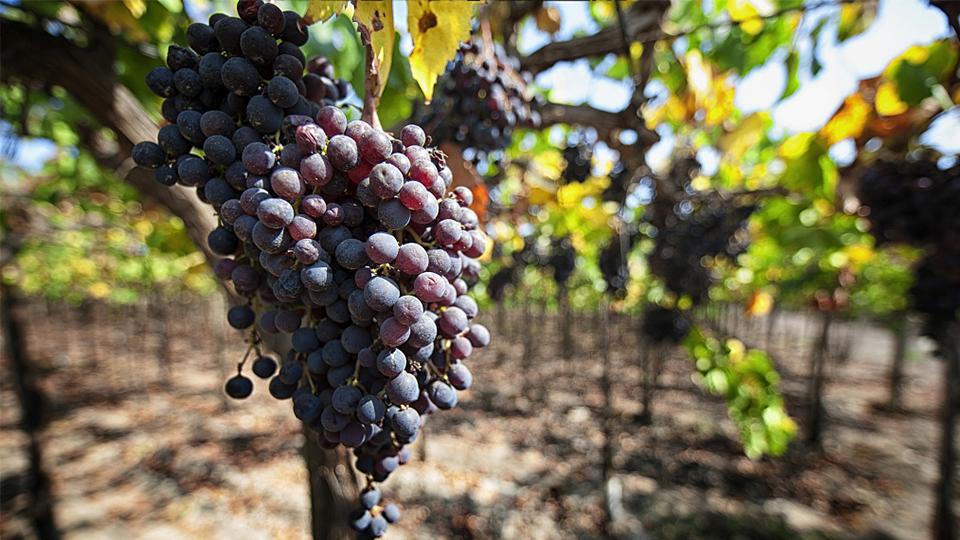 Perú Se Convierte En El Primer Exportador Mundial De Uvas - CGTN En Español