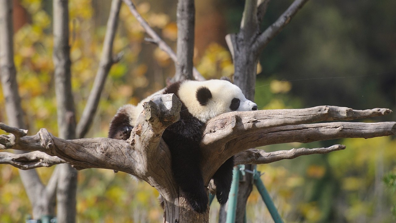Pandas duermen tranquilamente bajo el sol en otoño - CGTN en Español