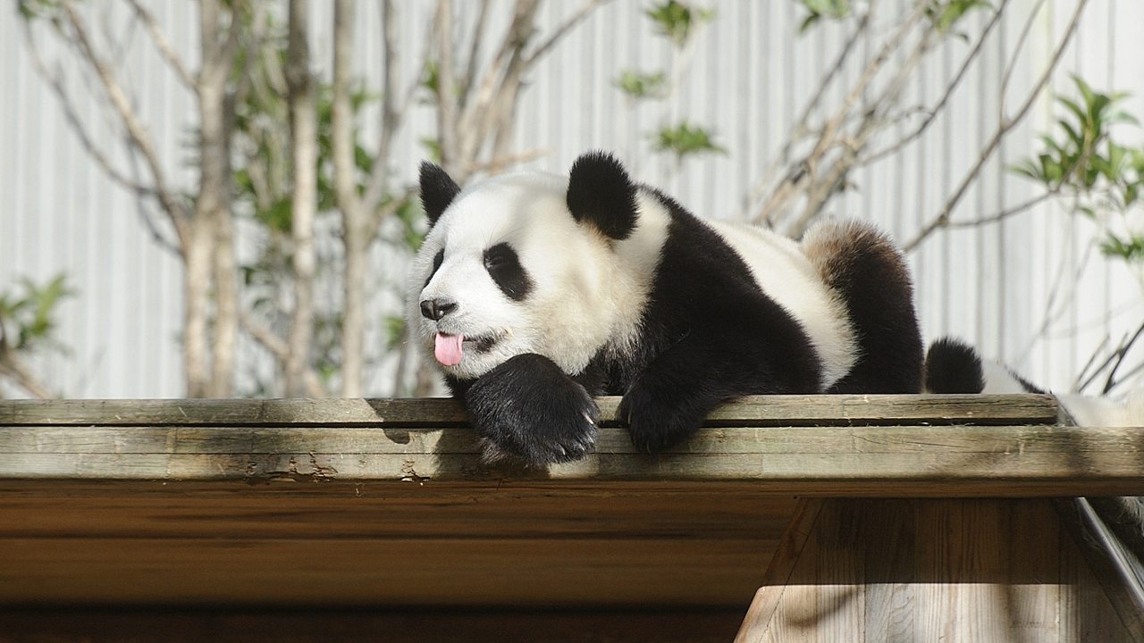 Pobre panda de basura bebé encontrado sin mamá a la vista - Toucan
