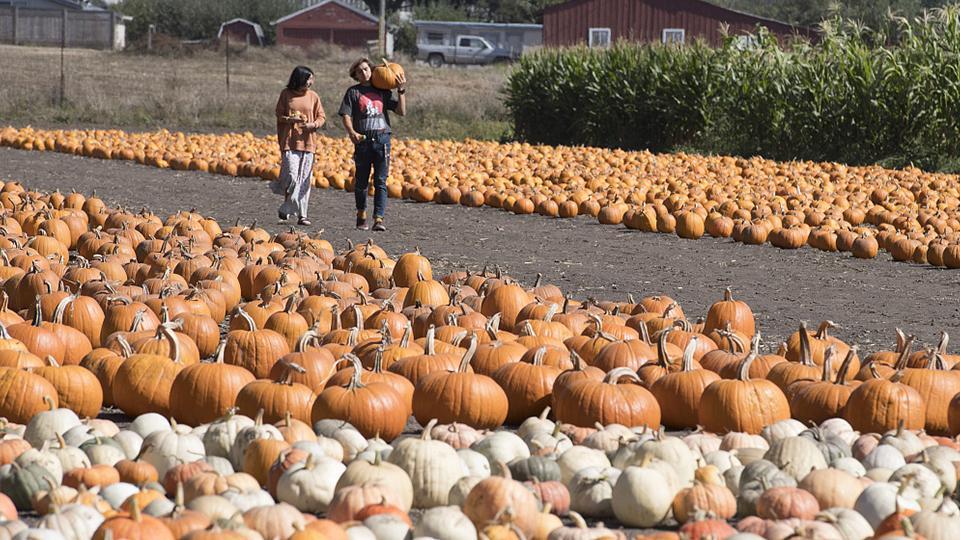 Aspectos destacados del Half Moon Bay Arts y Pumpkin Festival CGTN en