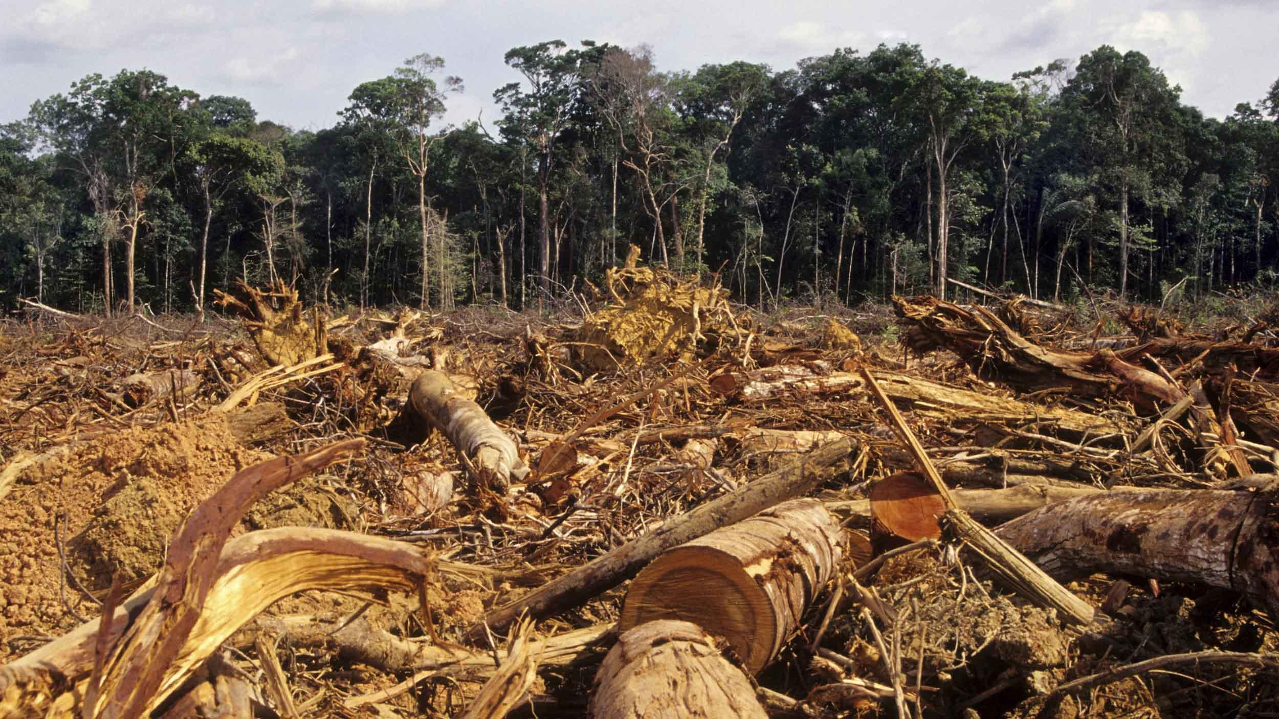 Проблема тропического леса. Вырубленные тропические леса Латинской Америки. Вырубка тропических лесов Амазонии. Вырубка лесов в Бразилии. Вырубка тропических лесов в Африке.