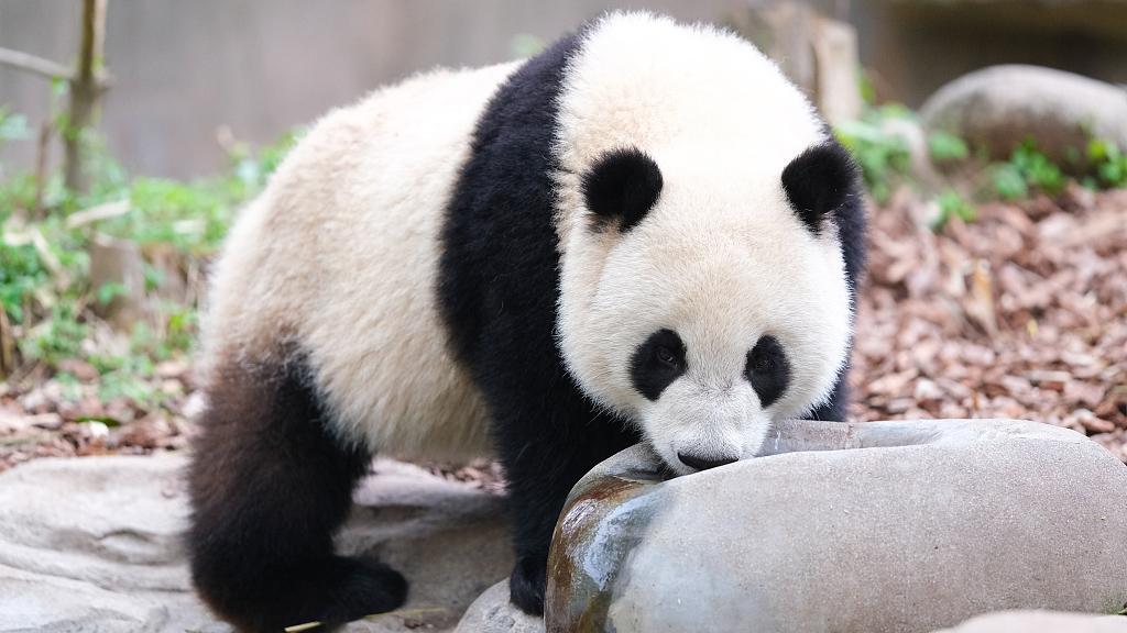 Contribuyendo a la protección del oso panda