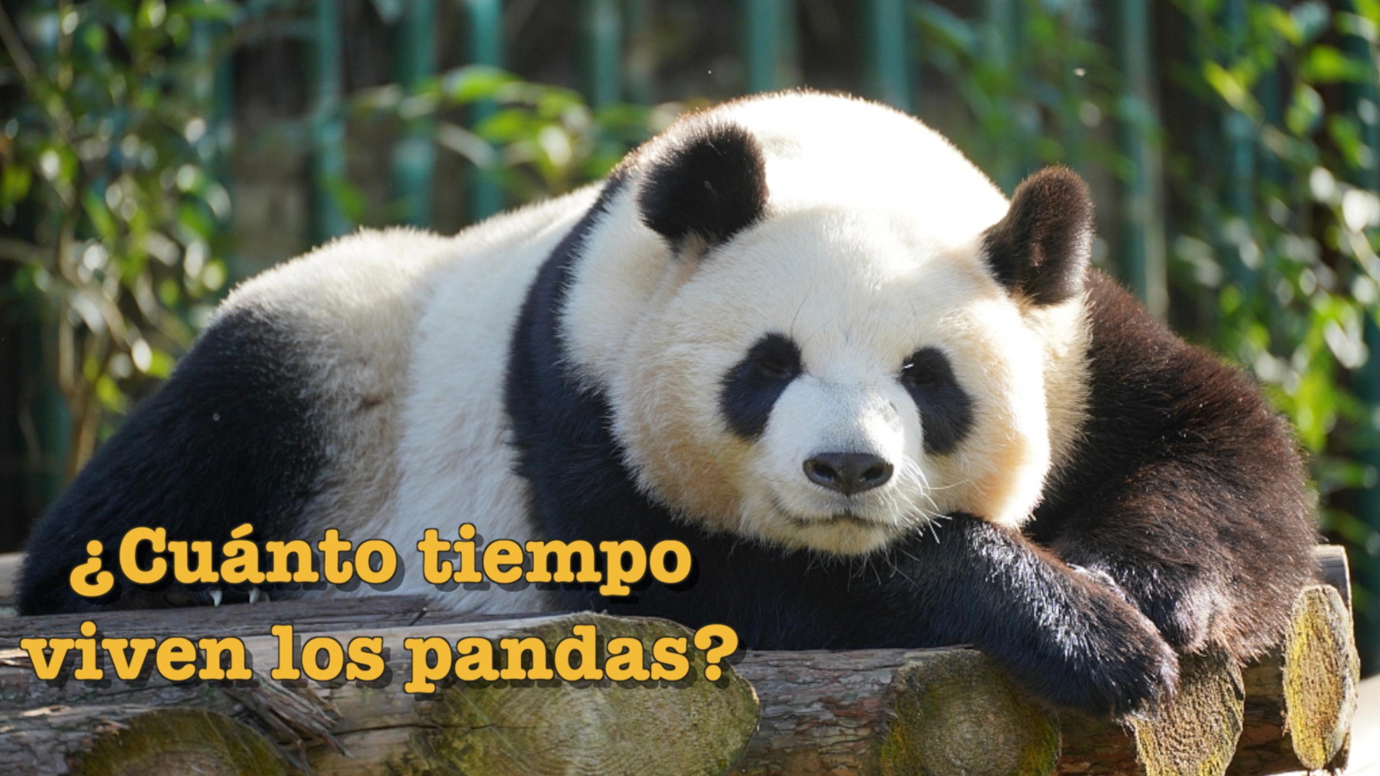 ¿cuánto Tiempo Viven Los Pandas Cgtn En Español